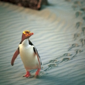 Dunedin. Penguin