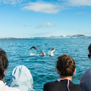 Cruise Dolphins play