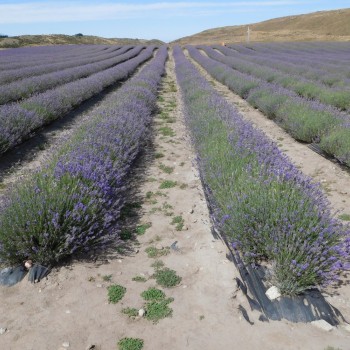 Mount Cook Lavendar Farm