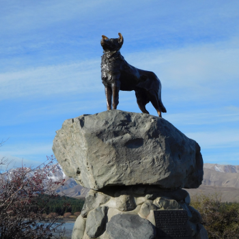 Tekapo sheep dog