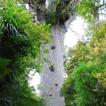 Waipoua Forest - Tane Mahuta